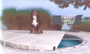 Dog on spa cover. 